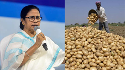 Mamata Banerjee Govt to Support Potato Farmers in Case of Losses