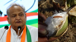 CM Gehlot Announces Relief Package to Bollworm-Affected Farmers Within 10 days