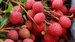 Bihar Govt Encouraging Farmers To Cultivate Newly Developed Litchi Varieties