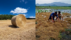 Young Punjab Farmer Turns Paddy Straw into Rs 16 Lakh Profit With an Innovative Approach