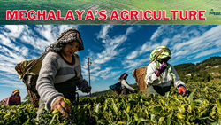 Meghalaya's Agriculture Practice: From Dependence to Self-Sufficiency & Overcoming Challenges in Agriculture