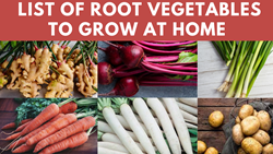 Best Root Vegetables to Grow at Home - Container Bounty