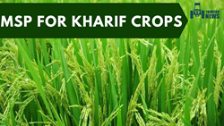 Government Announces Higher MSP for Kharif Crops, to Boost Farmer's Income: Know Details