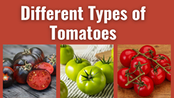 Different Types of Tomatoes- Characteristics, Flavors and More 