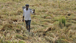 IMD Advises Punjab, Haryana, & MP Farmers To Postpone Harvesting Due To Unseasonal Rain