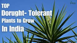 Drought Tolerant Plants to Grow in India in 2023