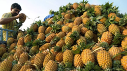 Kerala: Pineapple Farmers Face Devastating Consequences from Drought Conditions