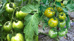 Grow Green Zebra Tomatoes at Home with These Simple Steps 