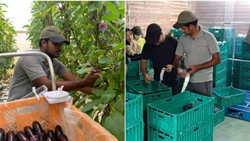 Venkataysamy Vignesh Quits Job at Infosys to Grow Brinjal in Japan, Doubled His Income 