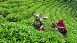 Tea Production in India Rises by 6.2% in July 2023