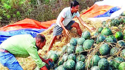 Rupak Behera's Journey: From Corporate Layoffs to Crorepati Profits in Farming