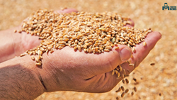 Tips and Tricks for Long Preservation of Grains