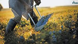 Top Harvesting Tools For Blueberry Farming