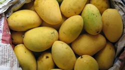 Bihar Govt To Formulate Plans To Increase Crops of Mango Varieties From Seeds