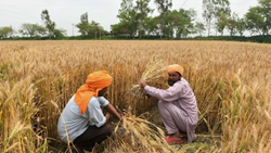 FCI Sells 4.91 Lakh Tonnes Wheat In Open Market In The Sixth Round Of e-Auction 