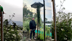 Nagaland Farmer Grows World's Tallest Coriander (Dhaniya) Plant that Heights 8.75 Feet: What's the Secret?