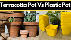 Terracotta Pot Vs Plastic Pot- Which is the Best Choice?