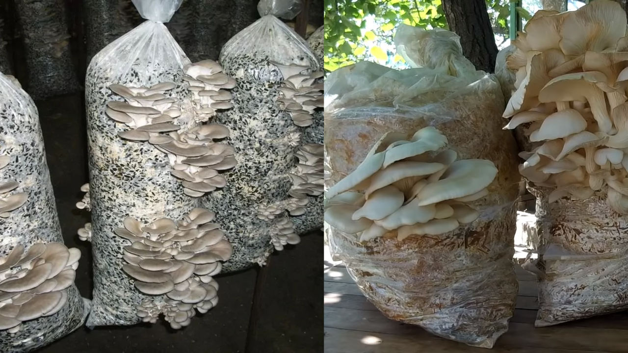 A single one of our King Oyster mushroom grow bags can produce as much as  500g
