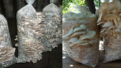 Easy Guide to Grow Mushrooms in Bags- Know the Detailed Steps