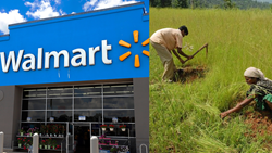 Walmart Foundation Grants $3.53 Million To Support 1 Million Small Farmers in India