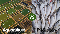 Pisciculture Vs Aquaculture: Which is the Right Choice for You?