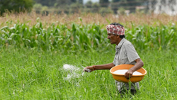 Fertilizer Flying Squads to Combat Diversion of Agriculture-Grade Urea