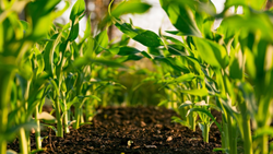 Inspirational Story of Ravi Kumar- National Agricultural Innovation Award Recipient