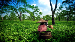 Assam Launches Rs 250 Crore Agribusiness Investment Fund with World Bank Support