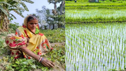 Turning 0.2 Acres to Massive Agrarian Success: Pramila Devi's Journey in DSR Farming