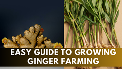 Easy Guide to Growing the Profitable Ginger Crop- Best Care Tips