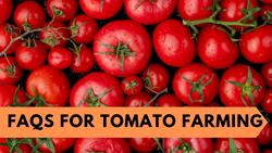 Most Asked Questions for Tomato Farming- A Detailed Guide