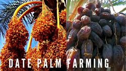 Easy Guide to Profitable Date Farming- Know Step by Step Process