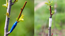 Best Tips for a Successful Grafting of Plants