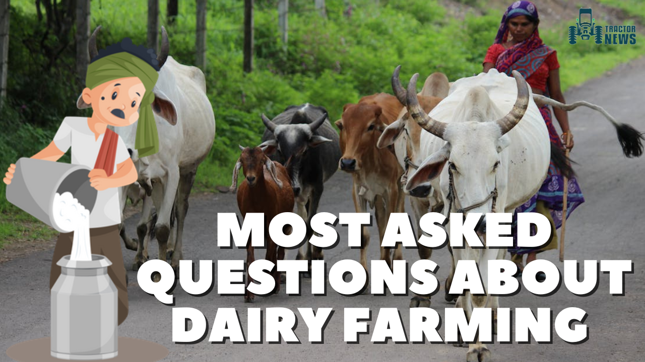 Exploring Dairy Farming Answering Top 10 Most Asked Questions for