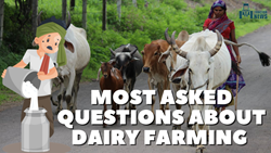 Exploring Dairy Farming: Answering Top 10 Most Asked Questions for Novice Entrepreneurs