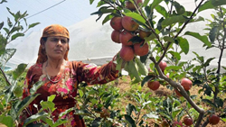 Himachal Pradesh: Govt. to Implement Per-Kilogram Purchase System In Mandis For Buying Apple 