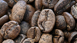 Blockchain Technology in Coffee Supply Chain