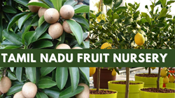 A Detailed Guide to Fruit Nurseries in Tamil Nadu, List & Significance