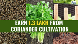 Earn 1.3 Lakh from Coriander Cultivation: A Complete Guide, Best Month, Price, & Tools in 2024