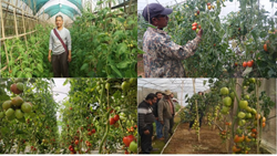 Mizo Farmers Follow Protected Off-Season Tomato Cultivation: Increases Profitability in Unpredictable Weather Conditions 