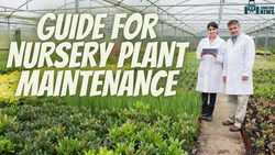 Best Maintenance Tips For Plant Nursery 