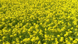 Why Should India Choose GM Mustard? 