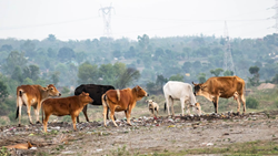 First Ever 'Credit Guarantee Scheme' Unveiled to Boost Livestock Sector & Empower MSMEs 