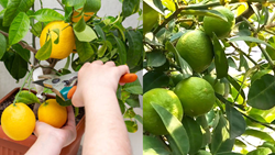 Essential Care Tips for Successful Lemon Gardening