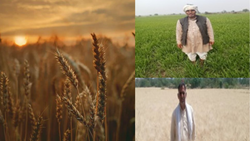 Shri Prabhu Dayal's Journey to Success with Kathia Wheat Variety HI-8713