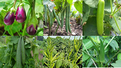 Best Vegetables to Grow in the Month of May 