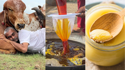  Gujarat Farmer Sells The Priciest Ghee in the World, 1 kg for Rs 2 lakhs: Know What Makes it Special?