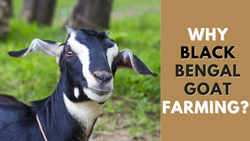 How Black Bengal Goat Farming Supports Small Farmers in Bihar and Odisha: A Tale Transforming Livelihood