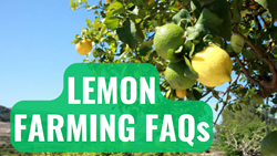 Most Asked Questions for Lemon Farming - A Detailed List