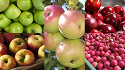 Top 5 Most Popular Varieties of Apple Across the World